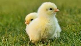 ¿Cómo saber si es gallo o gallina con 4 meses?