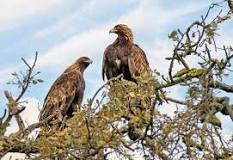 Cortejando el Compañero Perfecto: La Vida Reproductiva del Águila Real -  UDOE