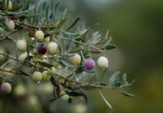 cuanto tarda en crecer un olivo