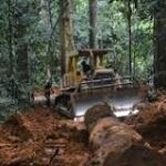 Regeneración de Bosques: Restaurando el Equilibrio