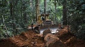 Regeneración de Bosques: Restaurando el Equilibrio - 19 - marzo 14, 2023