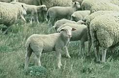 ¿Cómo se llama los hijo de la oveja?