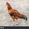¿Cómo se llaman los pollos que tienen las patas peludas?