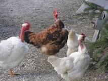 ¿Cómo se llaman los pollos que tienen las patas peludas?