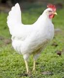Las gallinas ponedoras más rentables - 3 - marzo 13, 2023