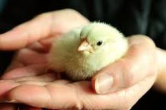 qué comen los pollos recién nacidos