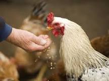 ¿Cuántos huevos pone una gallina no modificada geneticamente?