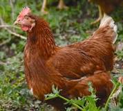 ¿Cuántos años vive un gallo de casa?