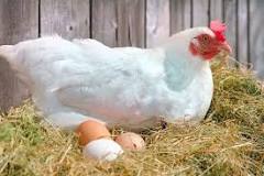 ¿Cuántos huevos pone una gallina no modificada geneticamente?