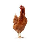 ¿Cuál es la raza de gallina que pone más huevos?