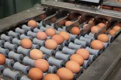las gallinas pueden poner 2 huevos al dia