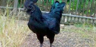 gallina negra entera
