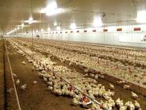¡Pollos de Engorde, una Inversión Rentable! - 3 - marzo 14, 2023
