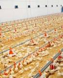 ¿Cuánto cuesta montar una granja de pollos de engorde?