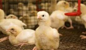 ¿Qué beneficios da una granja de pollos?