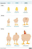 ¿Cuánto tiempo tarda en engordar un pollo de granja?