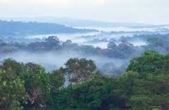 Bosques Pluviales Tropicales - 23 - marzo 14, 2023
