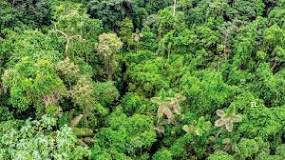 ¿Cómo se clasifican los bosques tropicales?