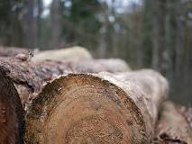 Mejorando el Aprovechamiento Forestal - 3 - marzo 14, 2023