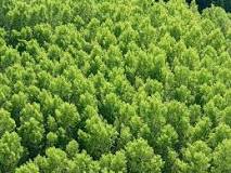 ¿Qué es forestales y sus características?