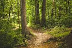 Cultivando el Bosque: Palabras Clave de la Actividad Forestal - 9 - marzo 14, 2023