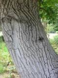¿Cuánto tiempo tarda en crecer un árbol de nogal?
