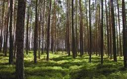 ¿Qué se obtiene de los bosques de coníferas?