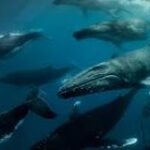La migración de la ballena gris: un fenómeno único