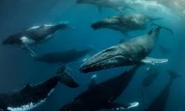 La migración de la ballena gris: un fenómeno único - 3 - febrero 11, 2023