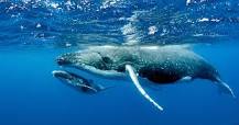 ¿Cómo migran las ballenas grises?