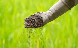 ¿Cómo saber qué tipo de fertilizante usar?