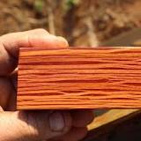 ¿Cuál es la madera más dura que hay?