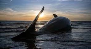 las ballenas pueden respirar fuera del agua
