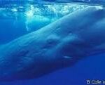 ¿Por qué las orcas suben a la superficie para respirar?