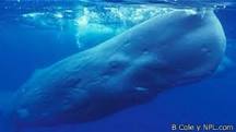 por que las ballenas viven en el agua si no tienen branquias