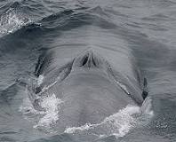 ballena azul fuera del agua