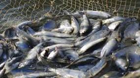 causas de la sobrepesca