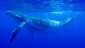 ¿Cómo obtienen el alimento las ballenas por filtración?