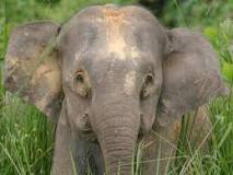 ¿Cómo se llama el sonido de un elefante?