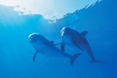 ¿Cómo son los delfines en manada?