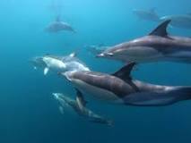 Delfines en Grupo - 3 - febrero 11, 2023