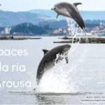 Entendiendo la Diferencia entre Arroaces y Delfines