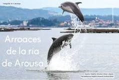 Entendiendo la Diferencia entre Arroaces y Delfines - 3 - febrero 11, 2023