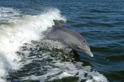 ¿Cómo se llaman los delfines en gallego?