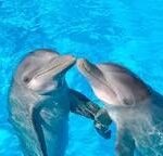 Los Delfines: La Cadena Alimenticia