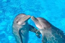 ¿Cuántos Dientes Tienen los Delfines? - 3 - febrero 11, 2023