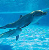 ¿Qué curiosidades tiene el delfín?