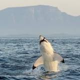 Nadando en el mundo de la Mujer Tiburón - 3 - febrero 11, 2023