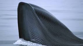 Descubre los adjetivos de ballena - 3 - febrero 11, 2023