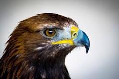 Aprendiendo del Águila: Un Significado Espiritual - 27 - febrero 15, 2023